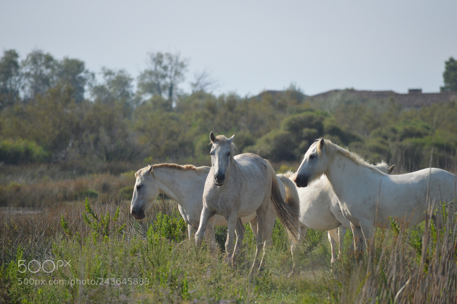Nikon D3200 sample photo. Camargue photography
