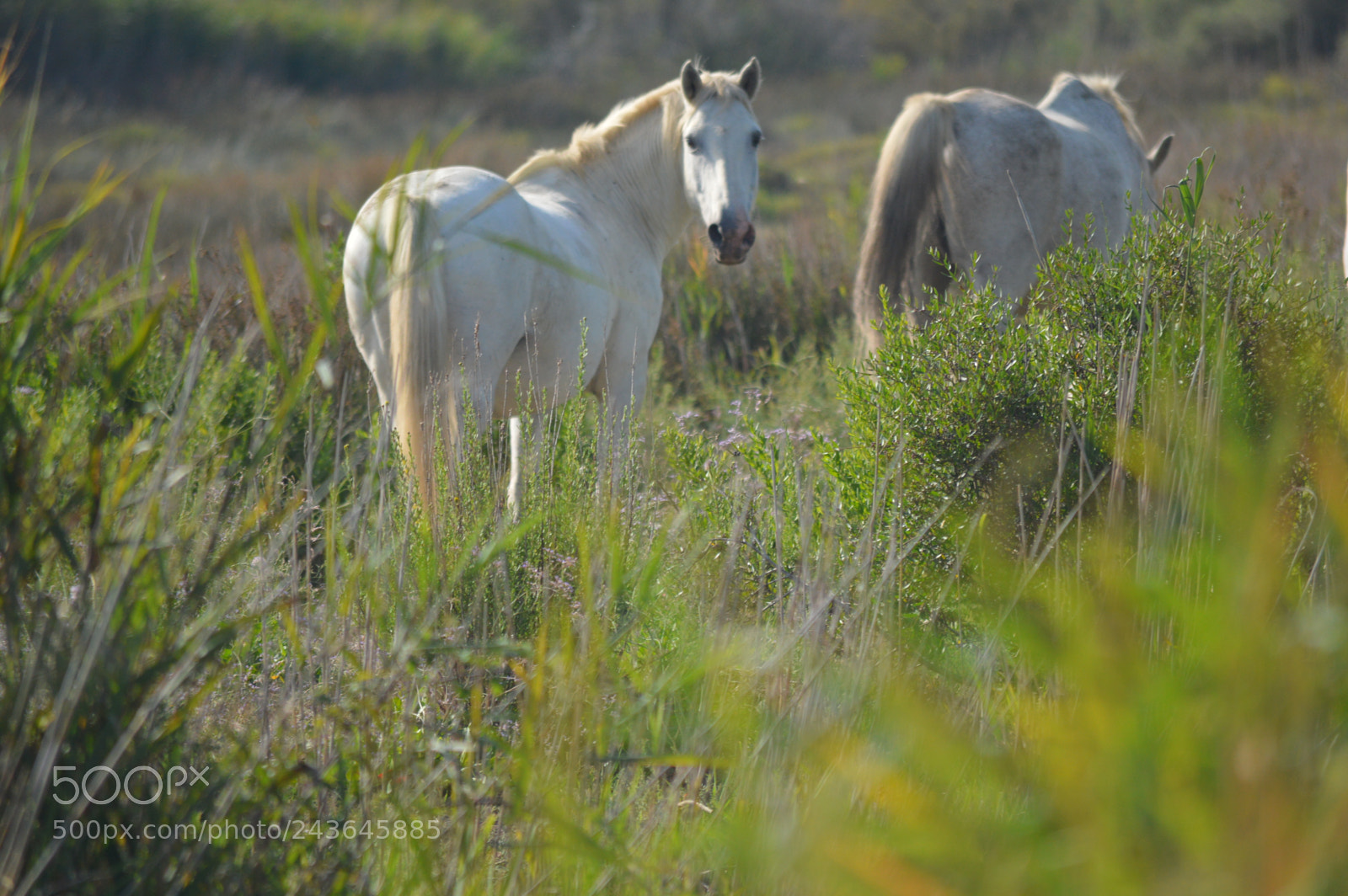 Nikon D3200 sample photo. Camargue photography