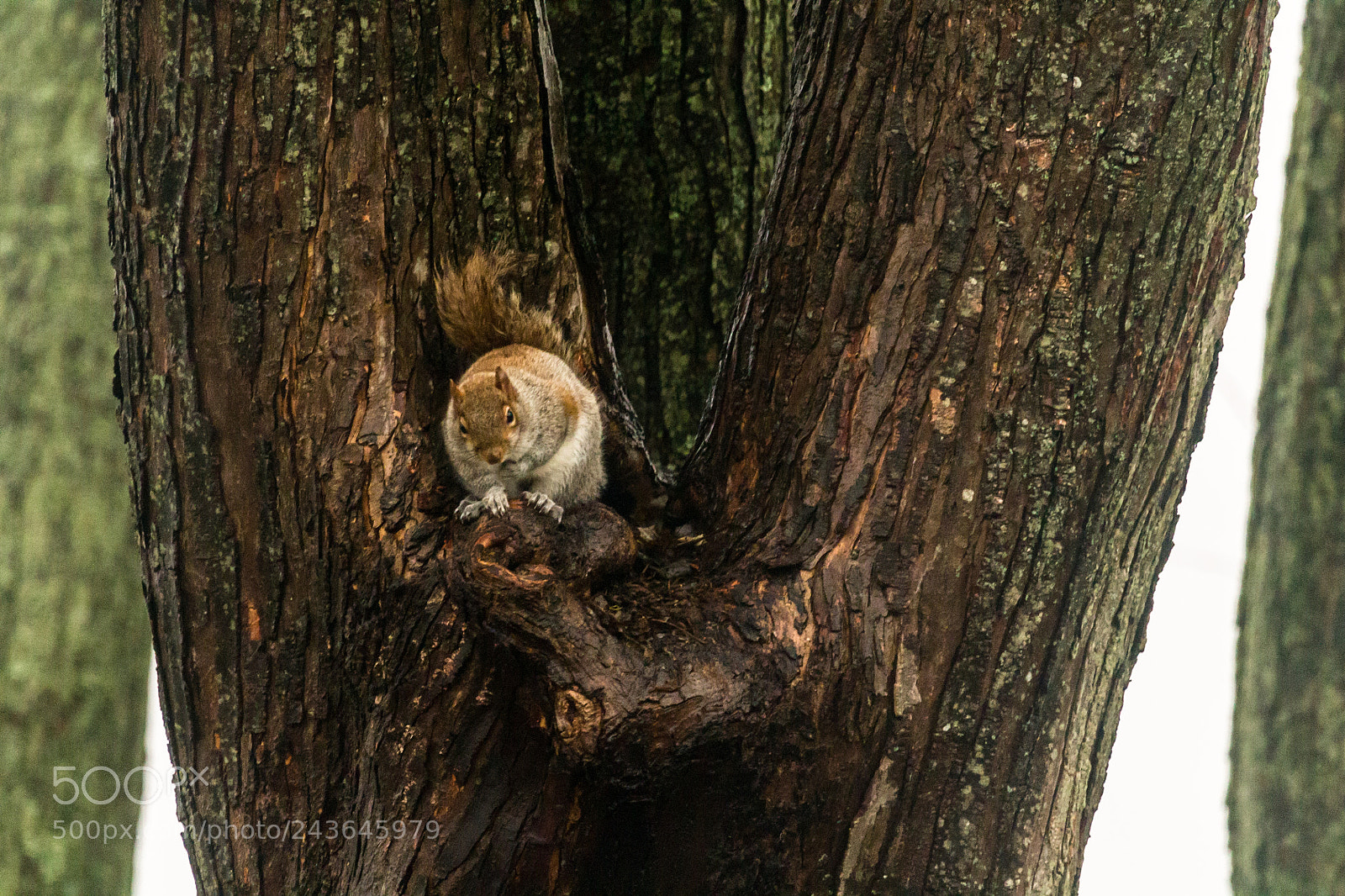 Canon EOS 1100D (EOS Rebel T3 / EOS Kiss X50) sample photo. Up in a tree. photography