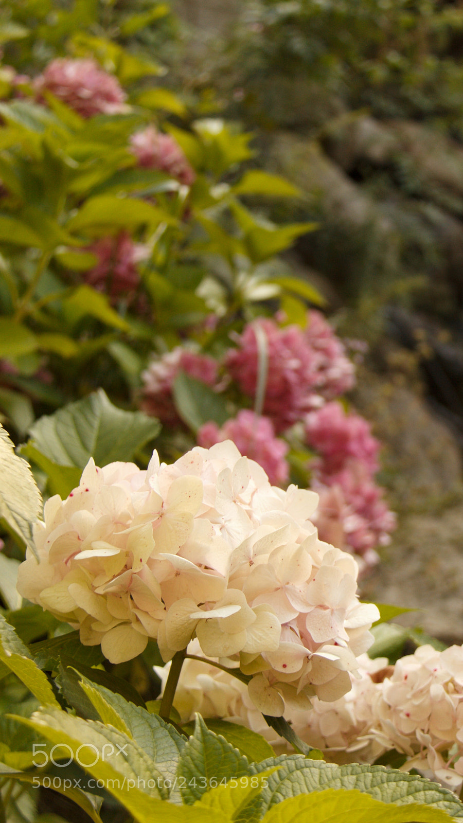 Canon EOS 650D (EOS Rebel T4i / EOS Kiss X6i) sample photo. Untitled photography