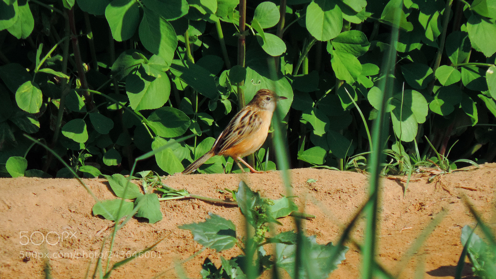 Nikon Coolpix P520 sample photo. Birdwatching photography
