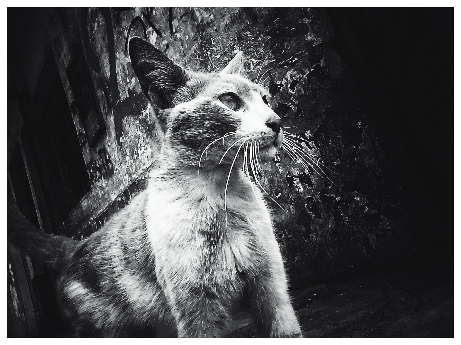 Samsung Galaxy J1 Ace sample photo. Merlin the kitten photography