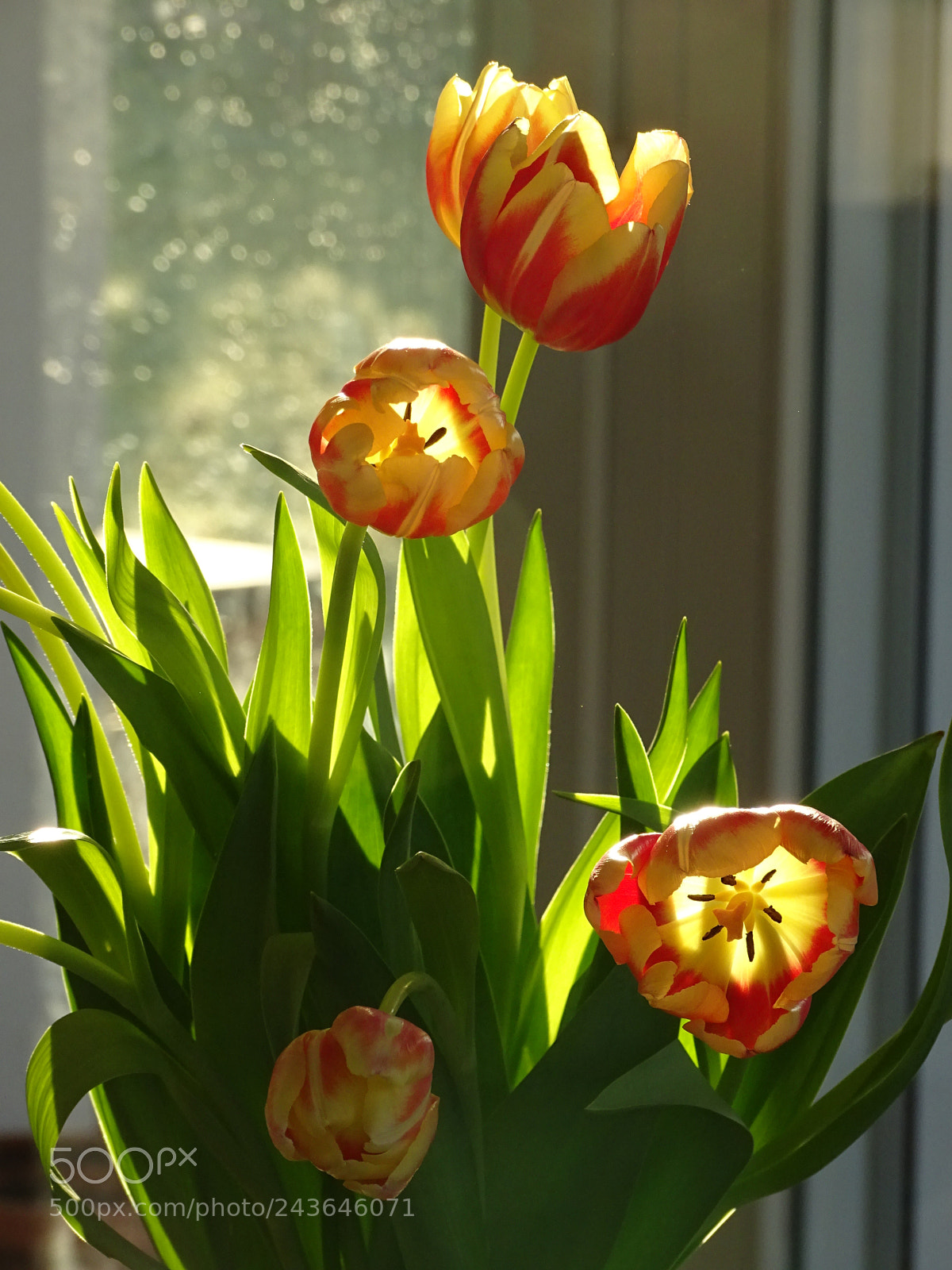 Sony Cyber-shot DSC-HX400V sample photo. Sunrise in a tulip photography