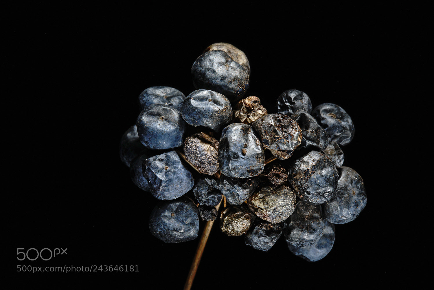 Sony a7R II sample photo. Freeze dried fruit photography