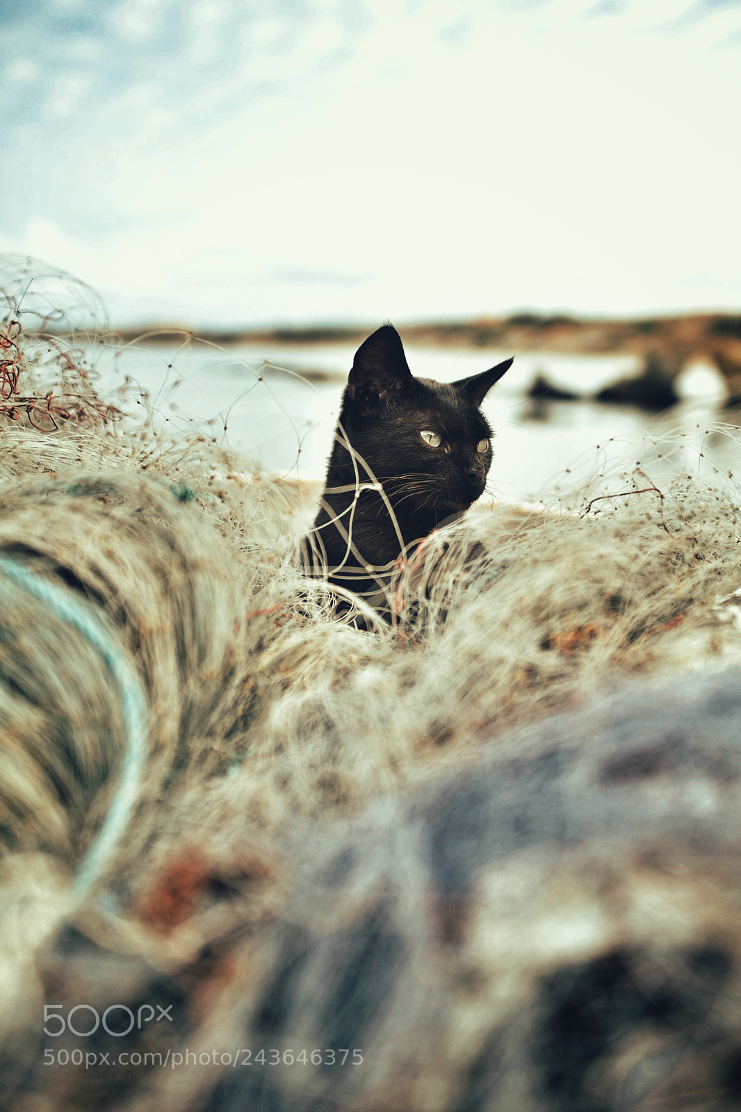 Nikon D700 sample photo. Untitled photography