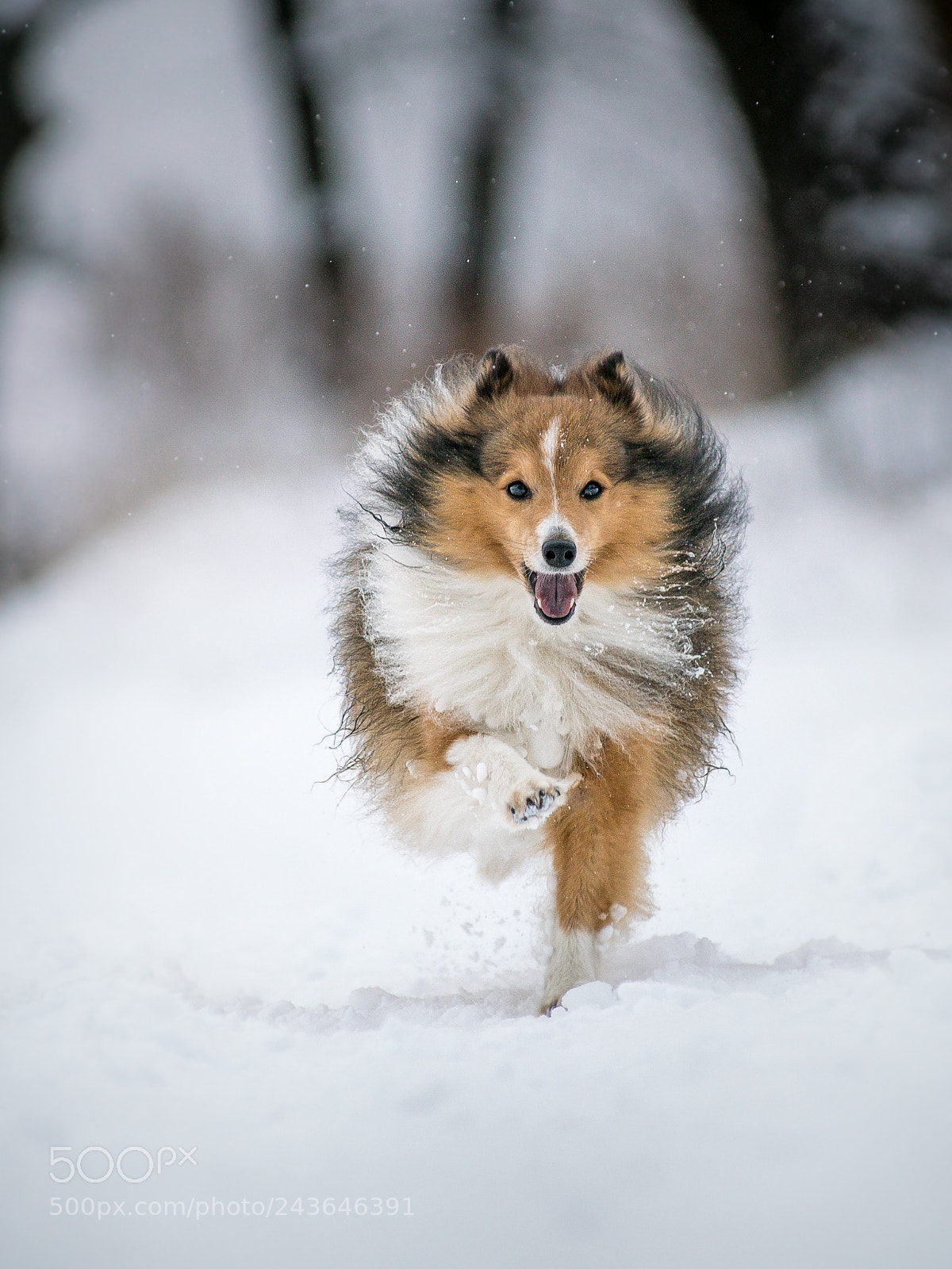 Sony a99 II sample photo. Right foot forward photography