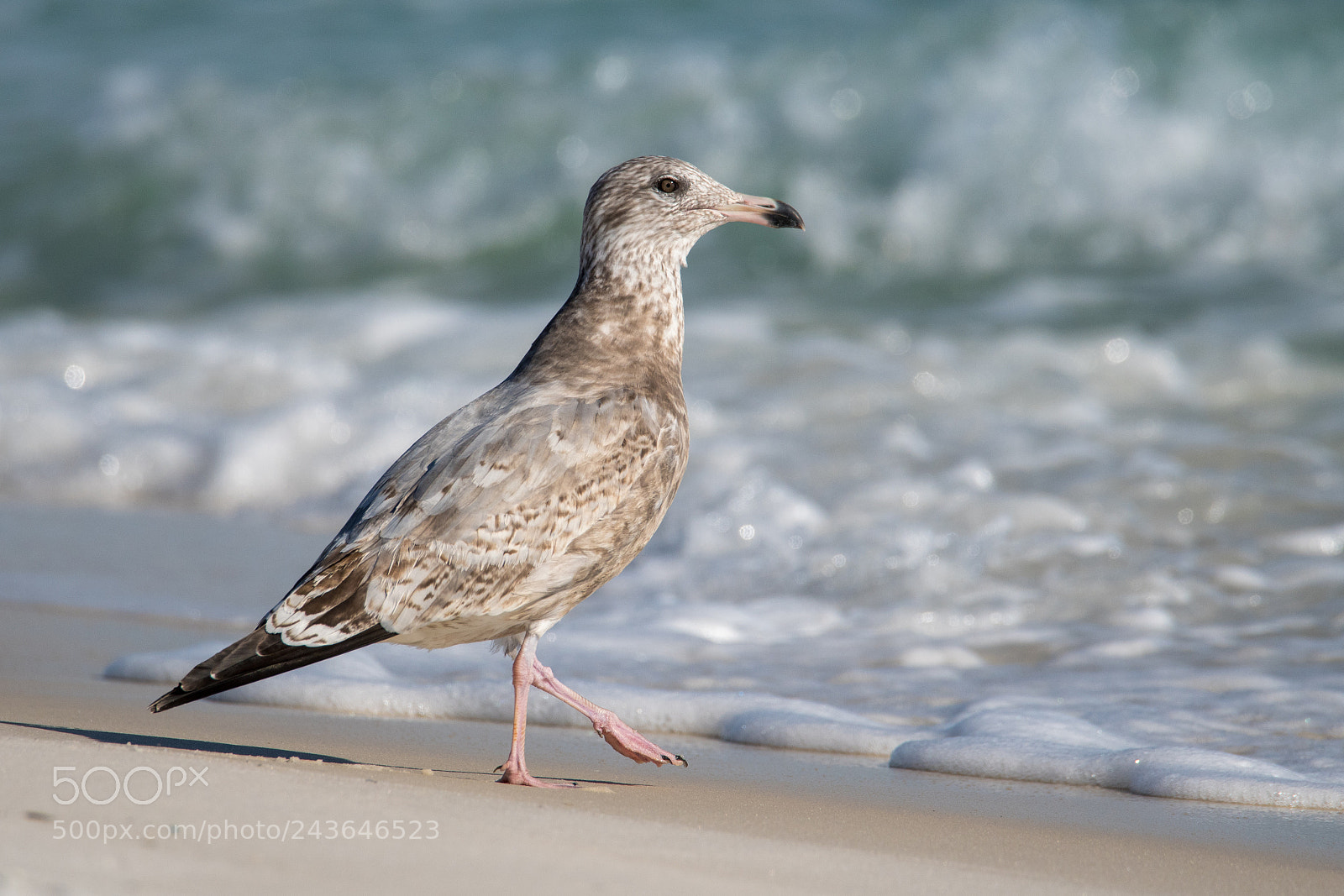 Nikon D500 sample photo. Gull looking at water photography