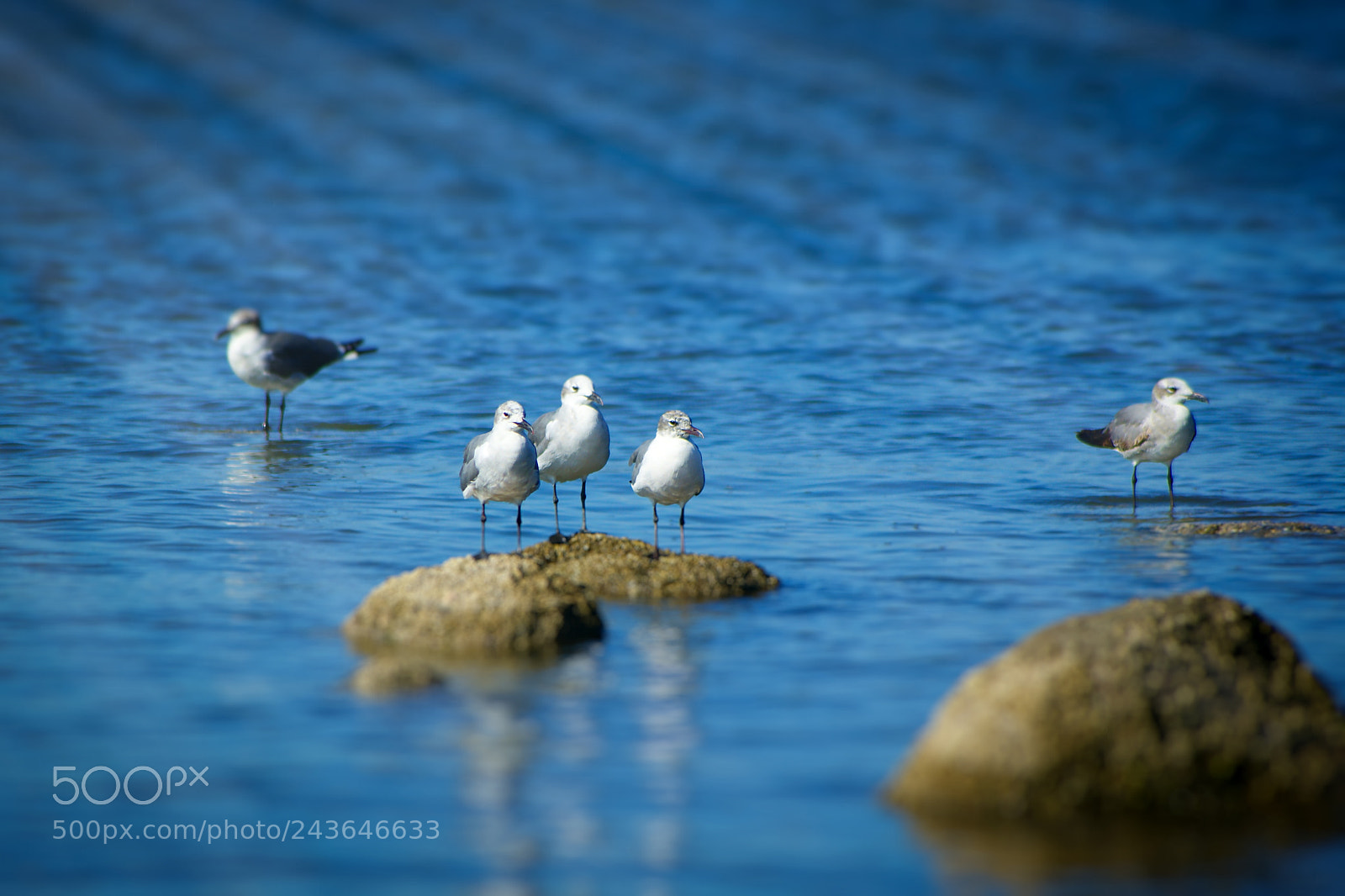 Sony Alpha DSLR-A350 sample photo. On the blue sea photography