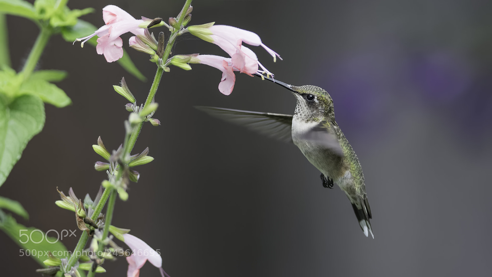 Nikon D7100 sample photo. In the garden photography