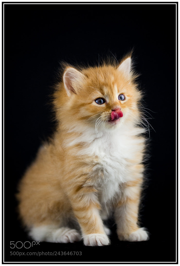 Nikon D610 sample photo. Siberiano rosso photography