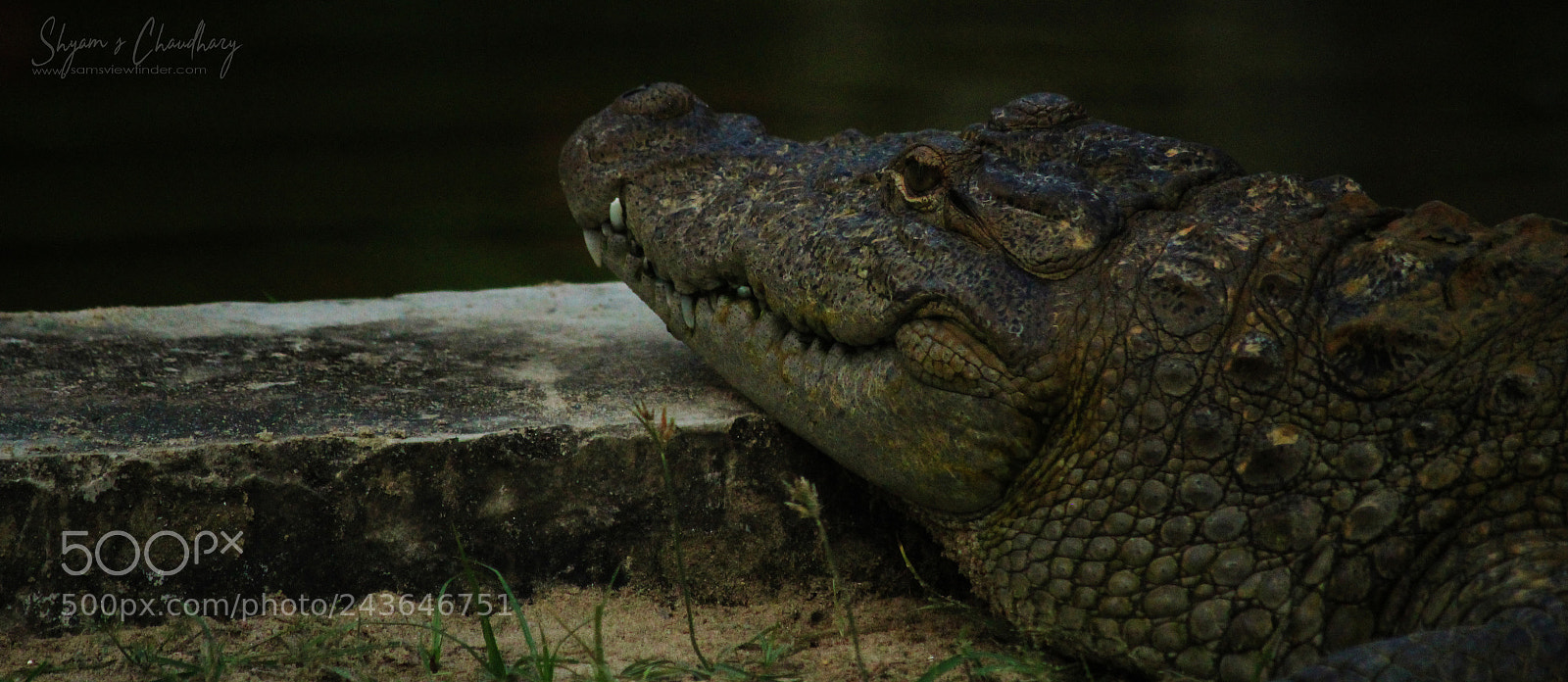 Canon EOS 1200D (EOS Rebel T5 / EOS Kiss X70 / EOS Hi) sample photo. Marsh mugger takes sunbask photography
