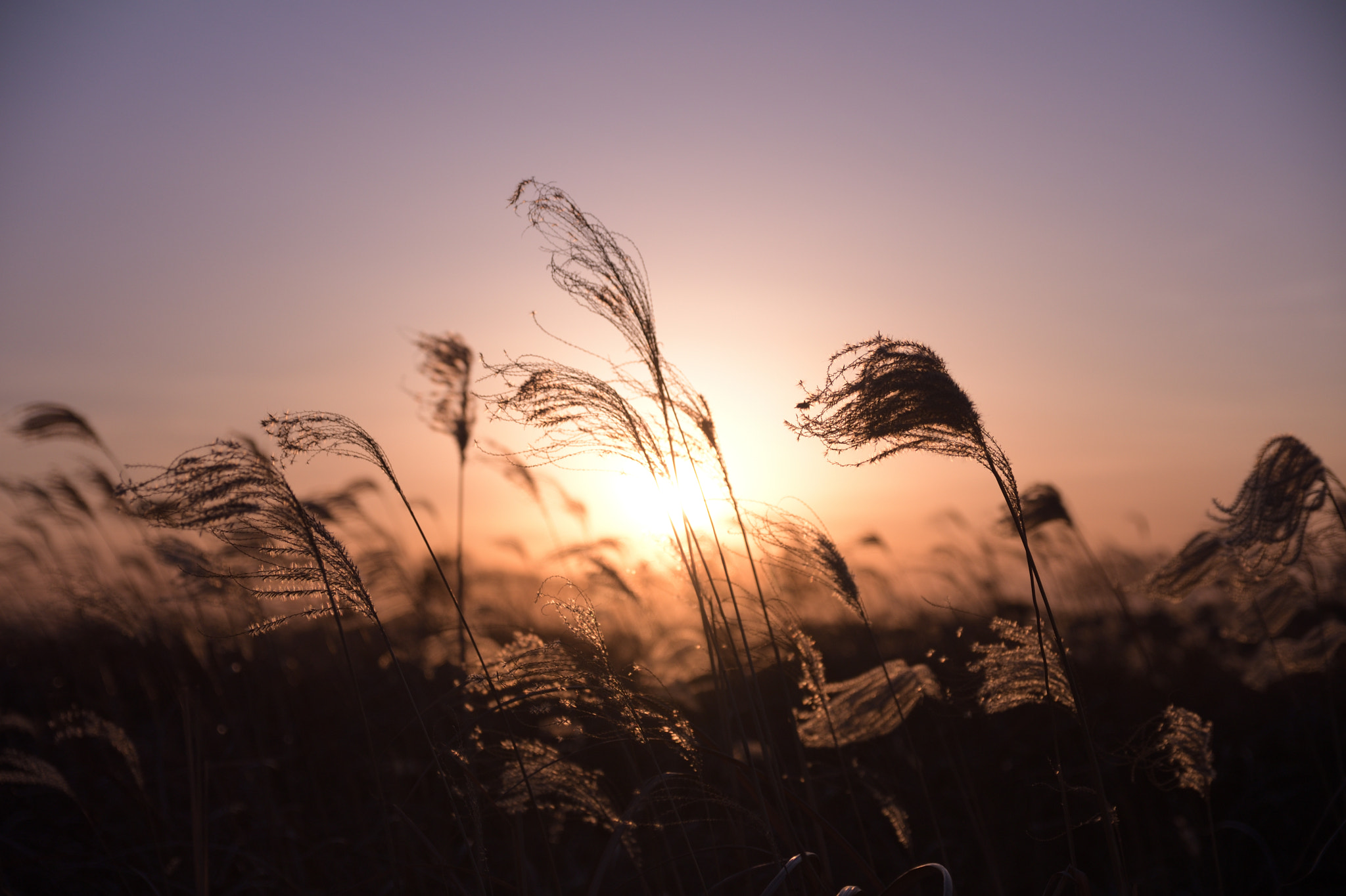 Sigma 17-50mm F2.8 EX DC OS HSM sample photo. Sunset photography