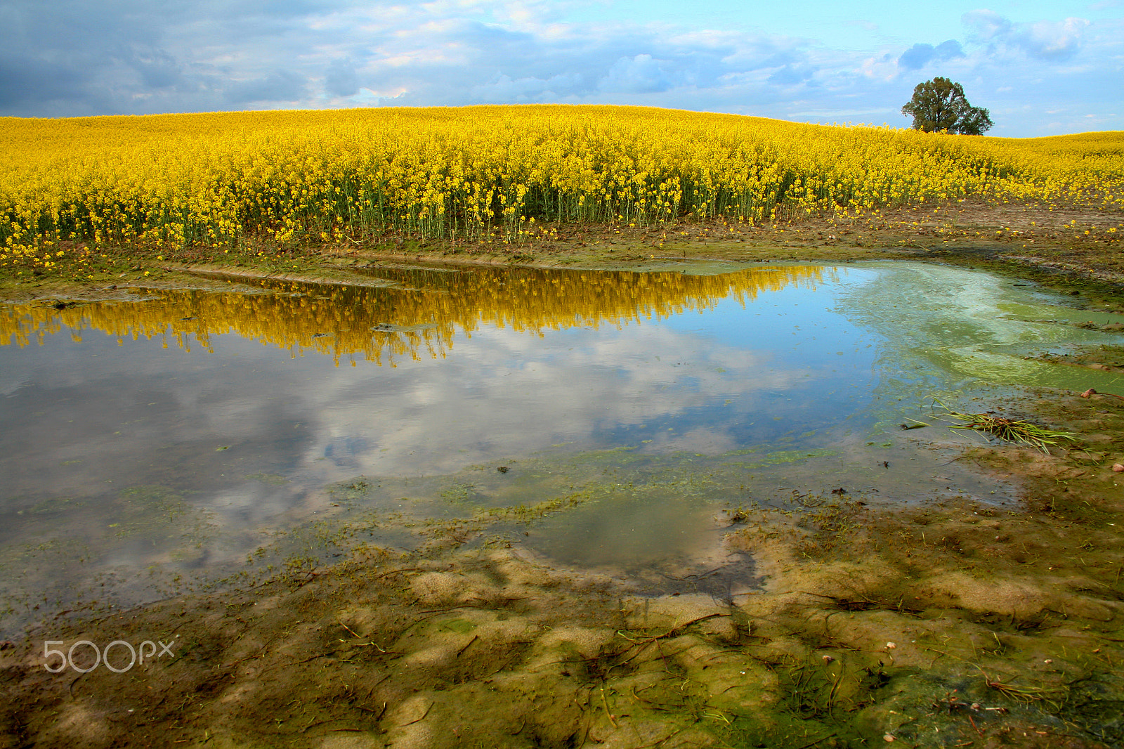 Canon EF-S 18-55mm F3.5-5.6 II sample photo. Yellow field photography