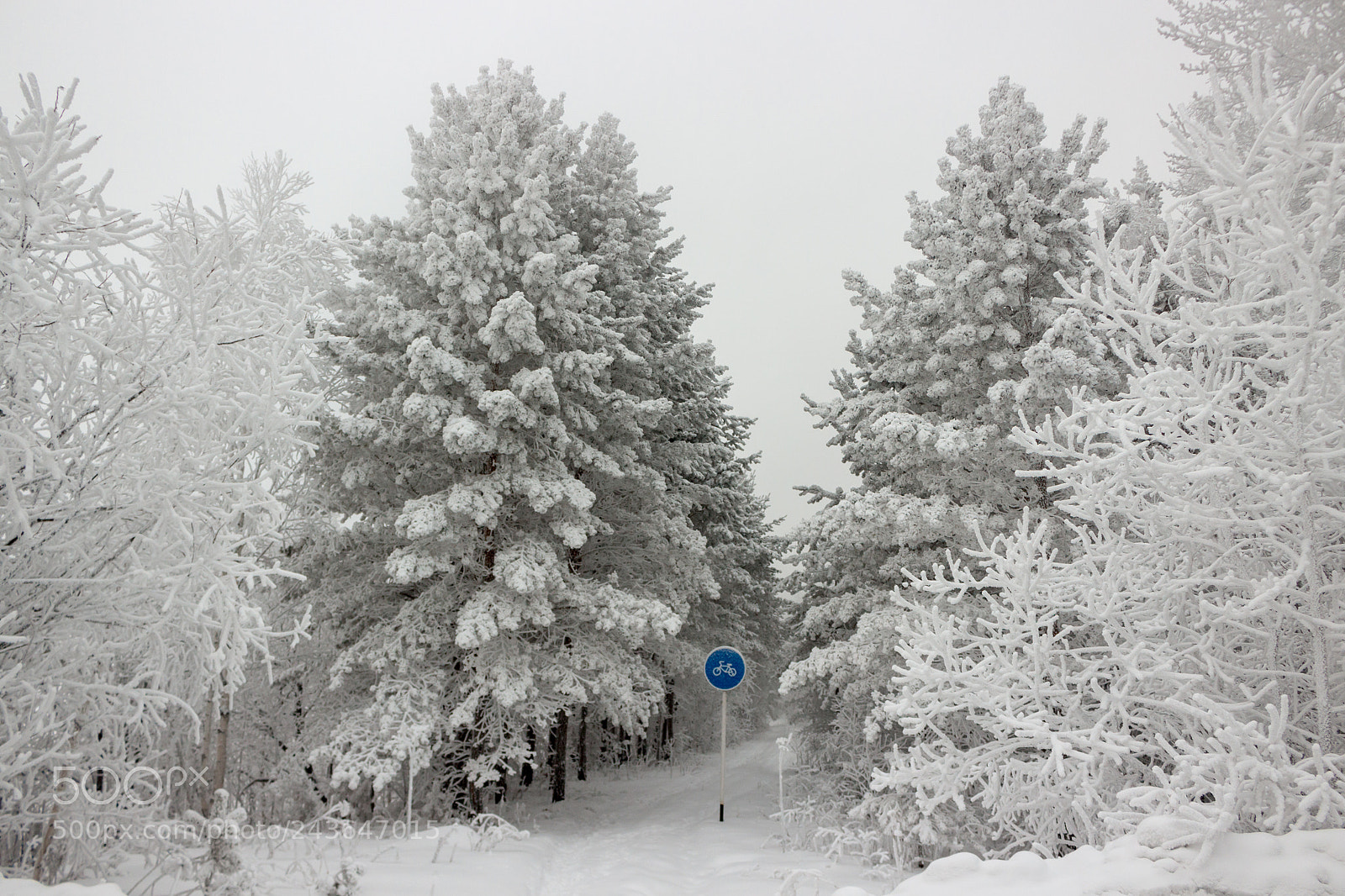 Canon EOS 100D (EOS Rebel SL1 / EOS Kiss X7) sample photo. Snow-covered bicycle road in photography