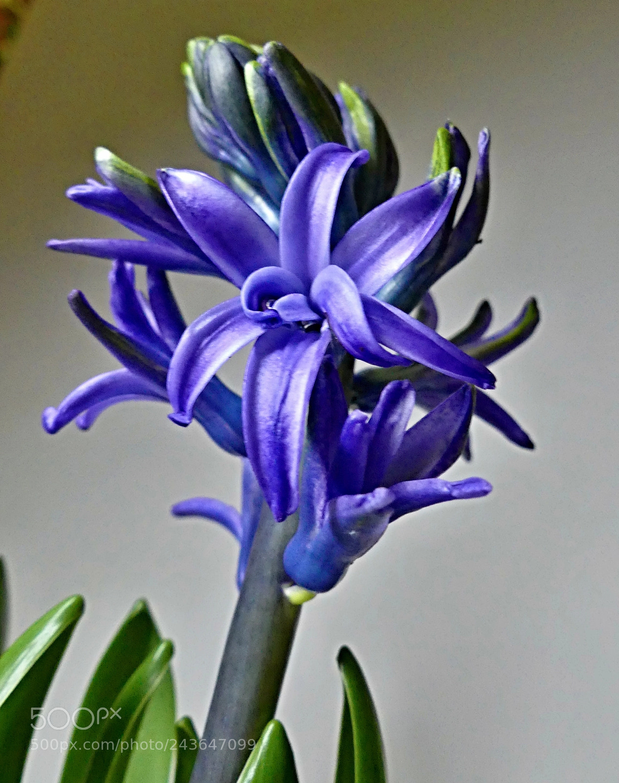 Panasonic Lumix DMC-FZ300 sample photo. Flower portrait. photography