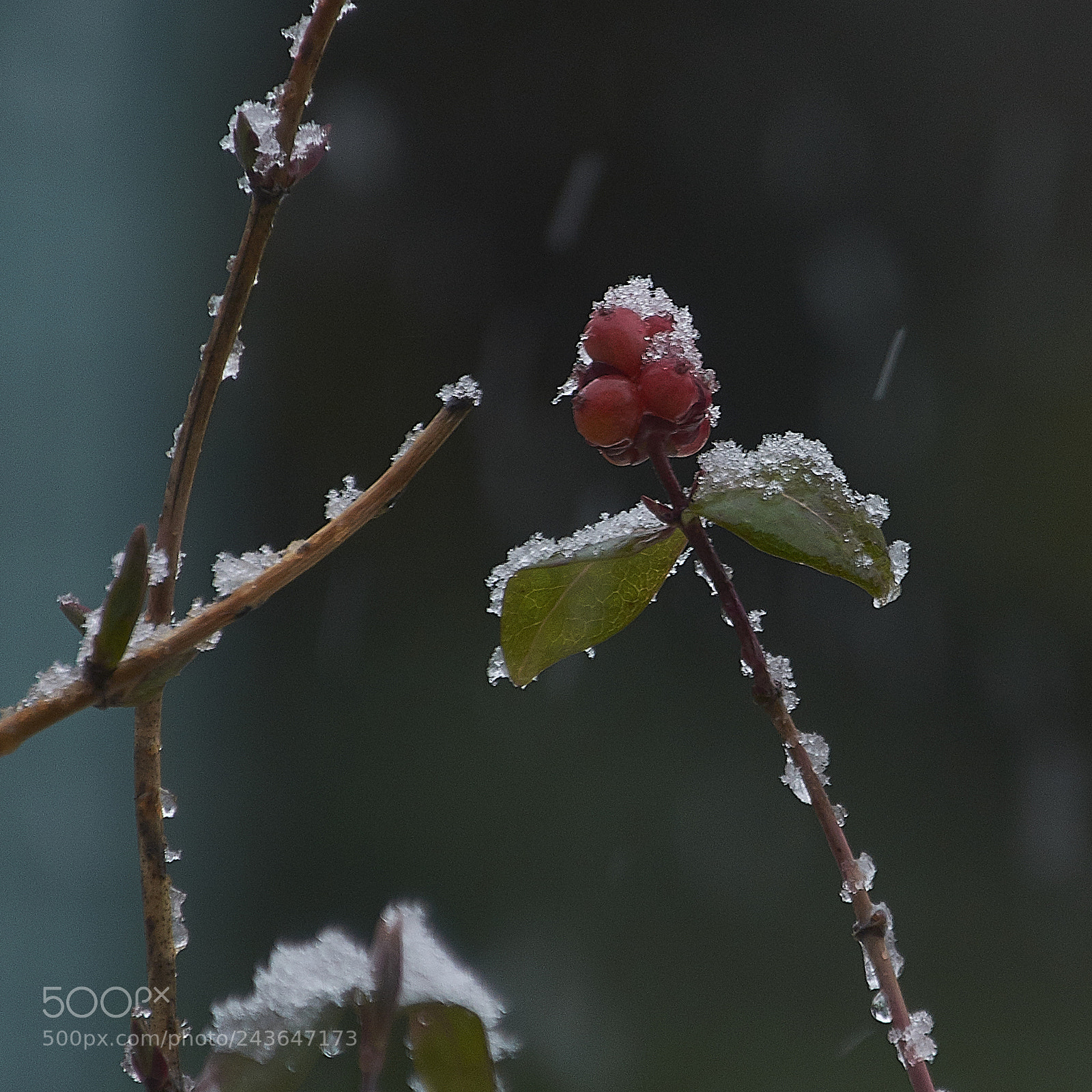 Nikon D7200 sample photo. Berries and snow photography