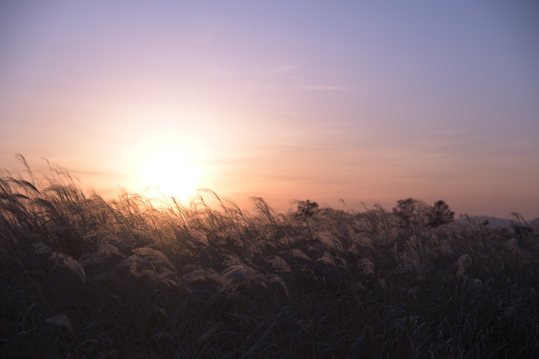 Sigma 17-50mm F2.8 EX DC OS HSM sample photo. Windy day silver grass photography