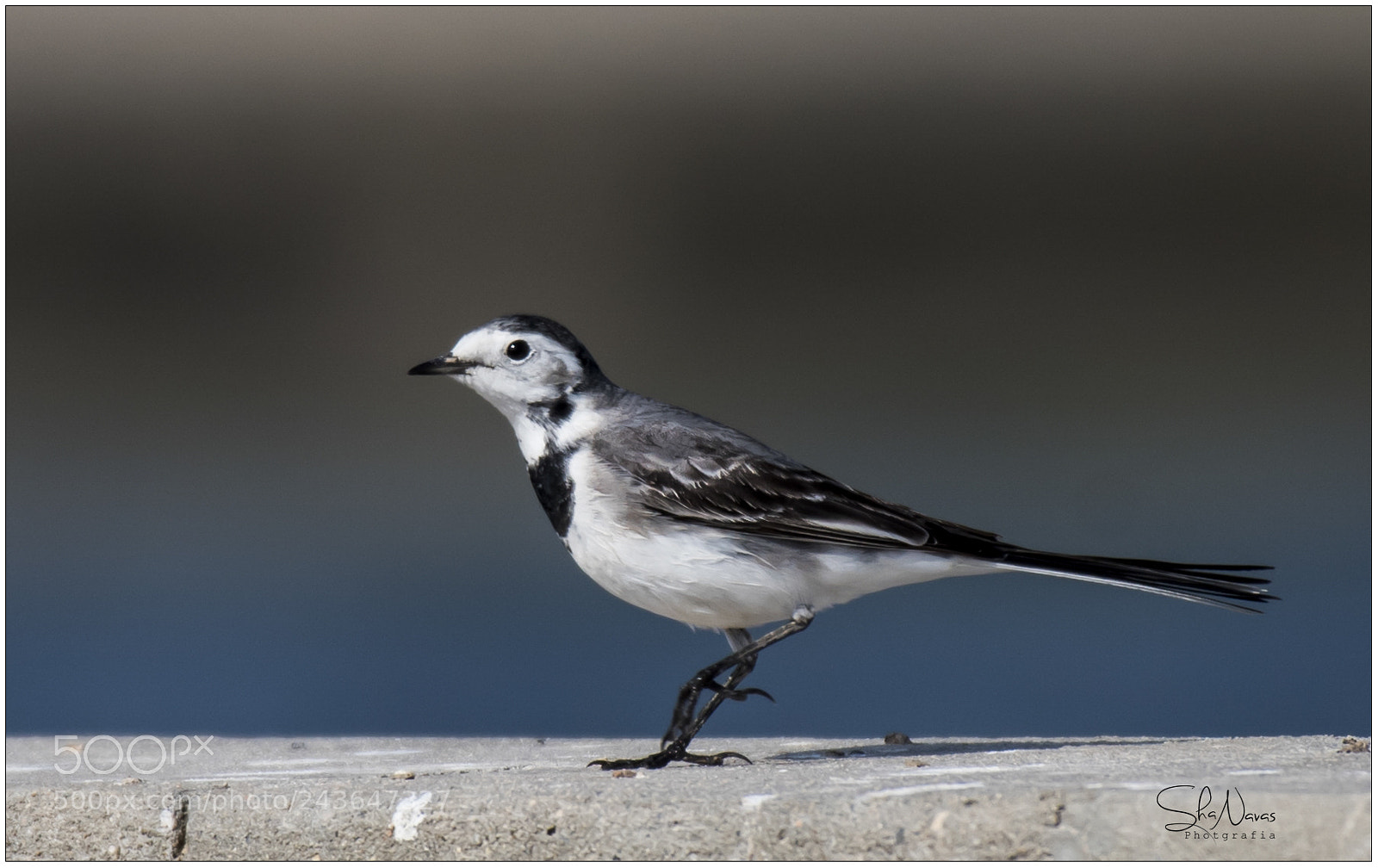 Nikon D810 sample photo. Wagtail white photography