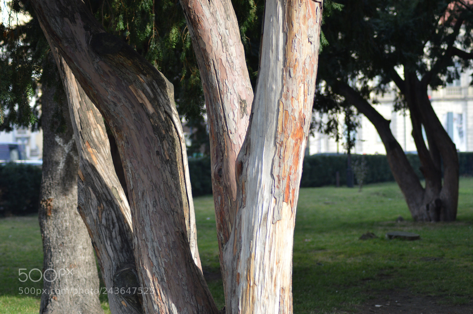 Nikon D3200 sample photo. Natural sculpture photography