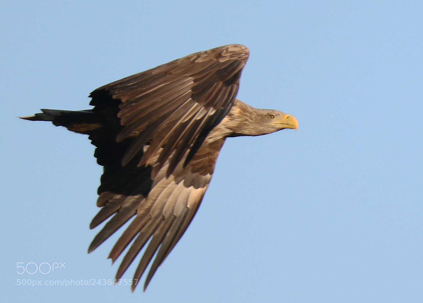 Canon EOS 7D Mark II sample photo. White tailed eagle photography