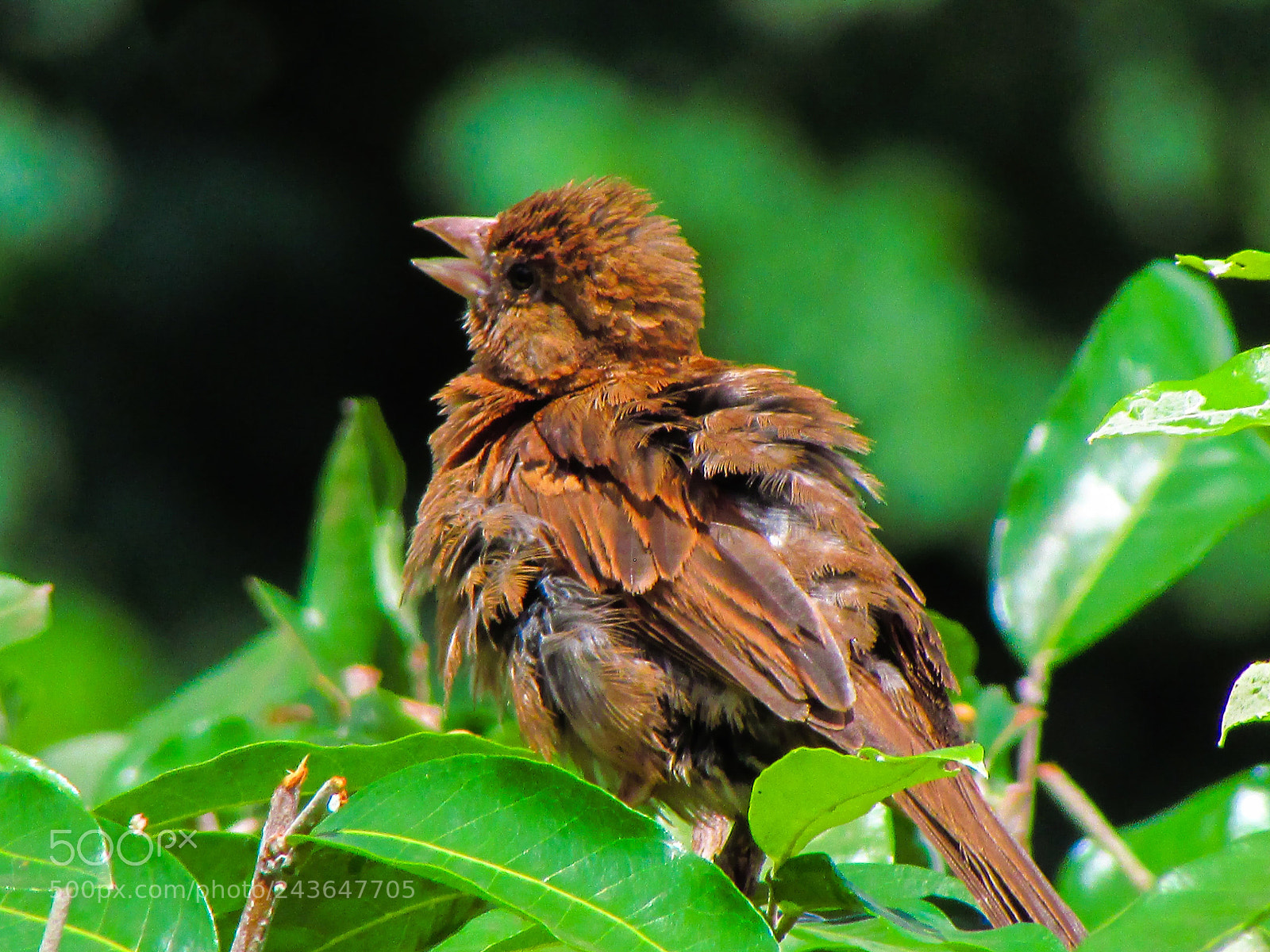 Canon PowerShot SX500 IS sample photo. Little sparrow photography