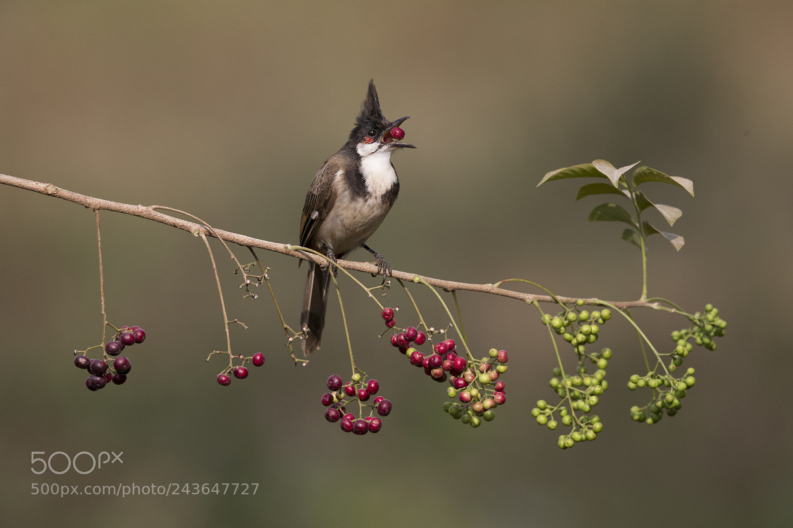 Canon EOS-1D X sample photo. Red-whiskered bulbul photography