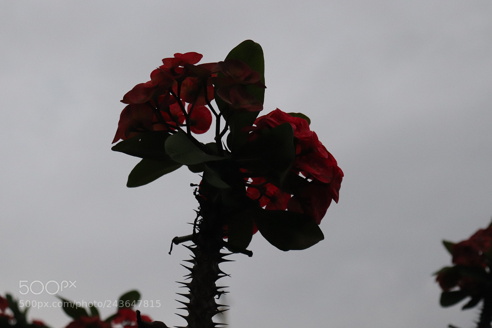 Canon EOS 200D (EOS Rebel SL2 / EOS Kiss X9) sample photo. "art flower" photography