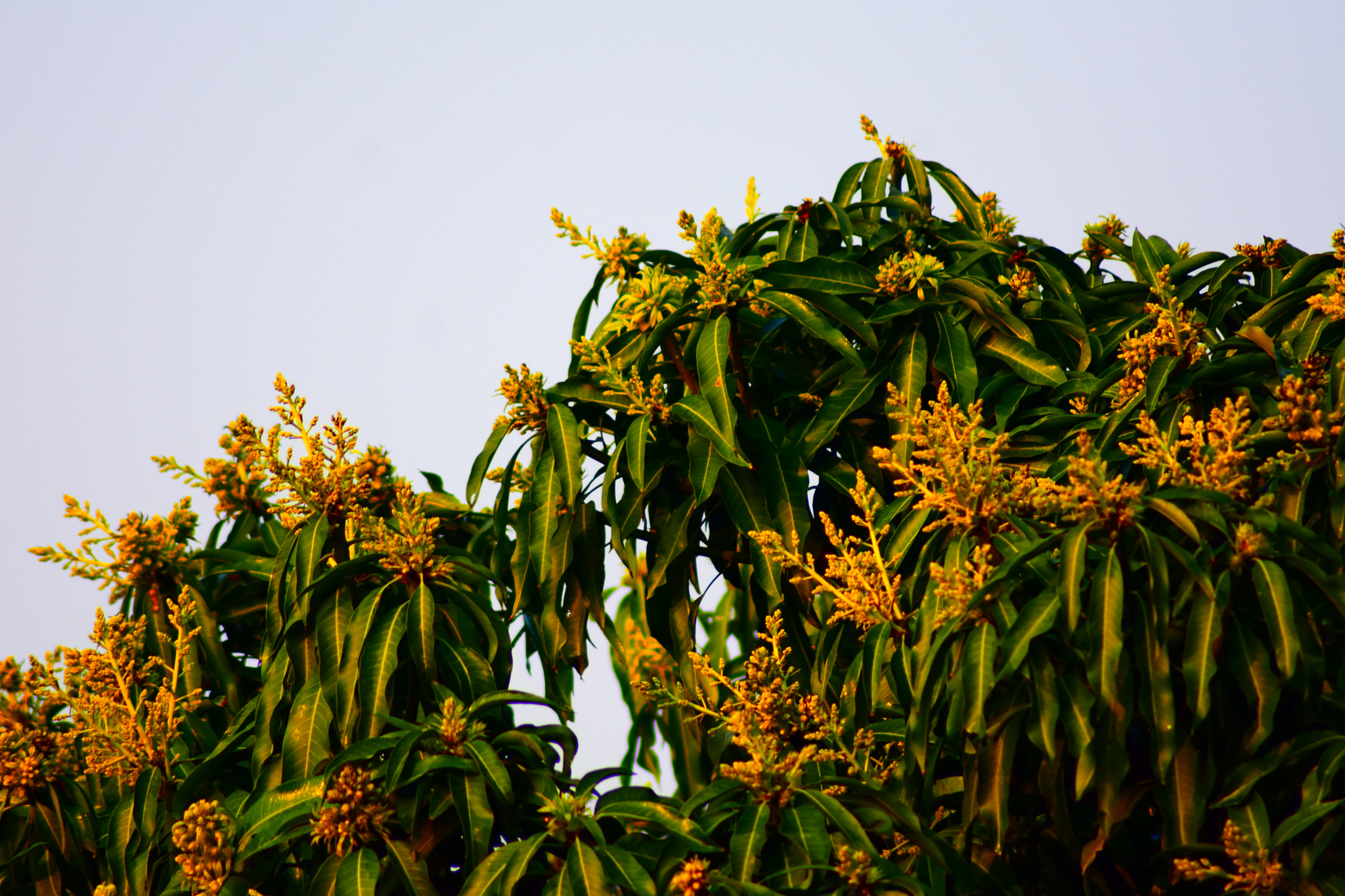 Nikon AF Nikkor 70-300mm F4-5.6G sample photo