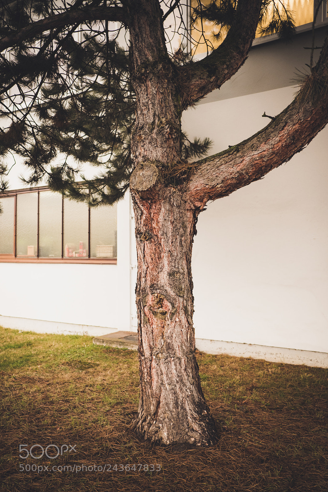 Fujifilm X-Pro2 sample photo. Industrial tree photography