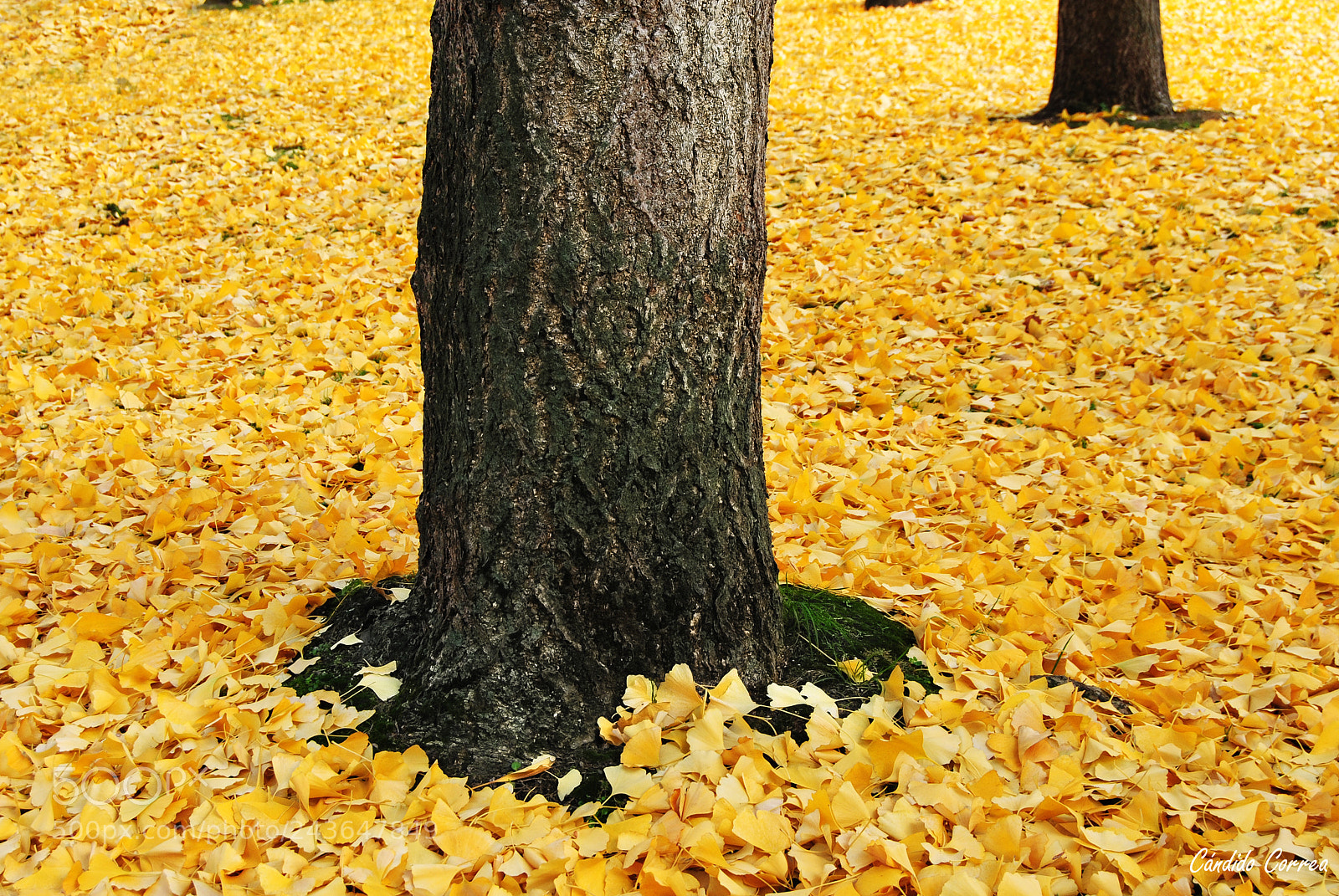 Nikon D3000 sample photo. Amarillo photography