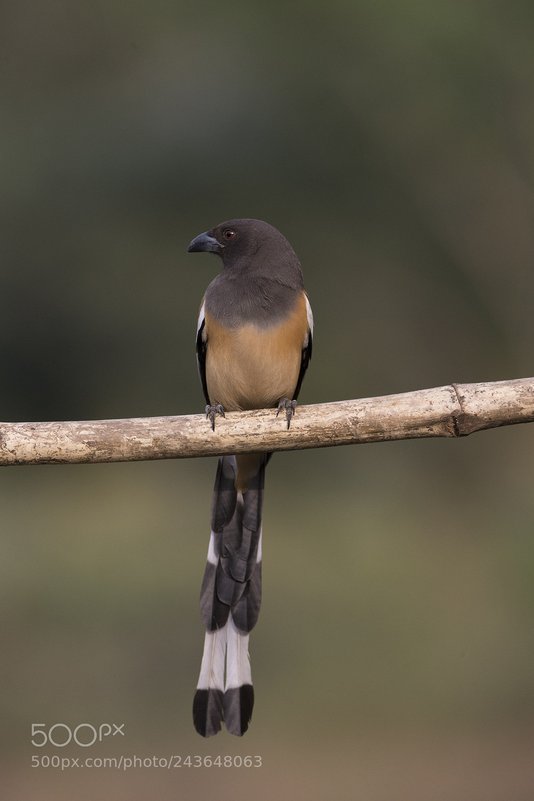 Canon EOS-1D X sample photo. The rufous treepie photography