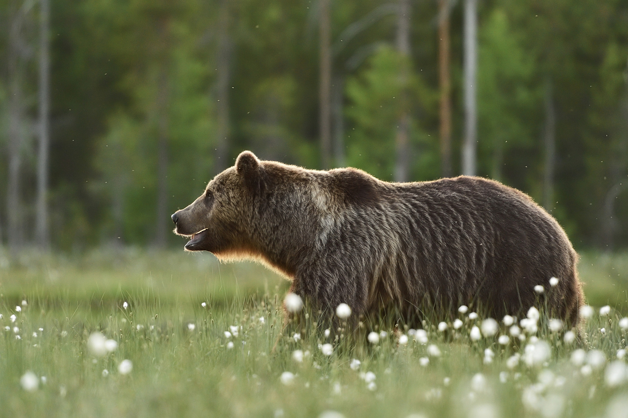 Nikon AF-S Nikkor 70-200mm F2.8G ED VR II sample photo. Big male brown bear in a flourishing bog landscape photography