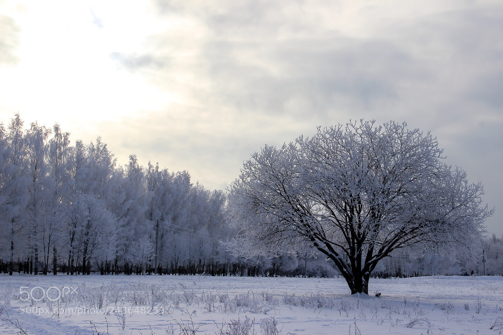 Canon EOS 600D (Rebel EOS T3i / EOS Kiss X5) sample photo. Winter noon.  photography