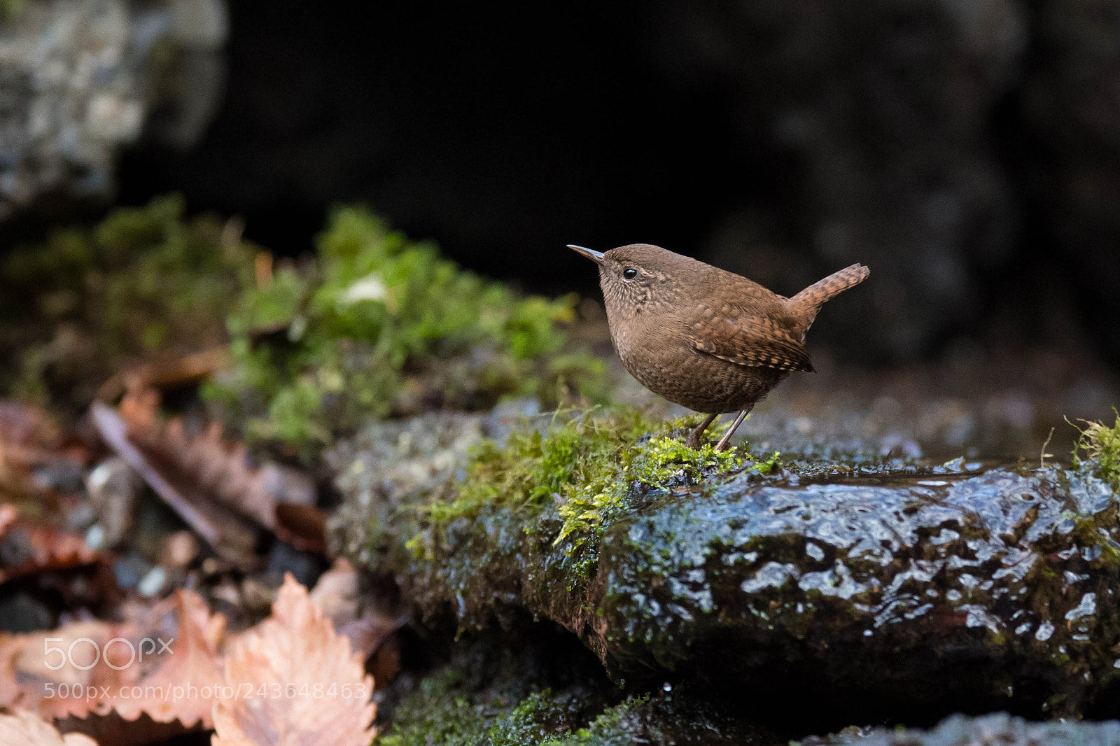 Nikon D500 sample photo. Smaller than leaf photography
