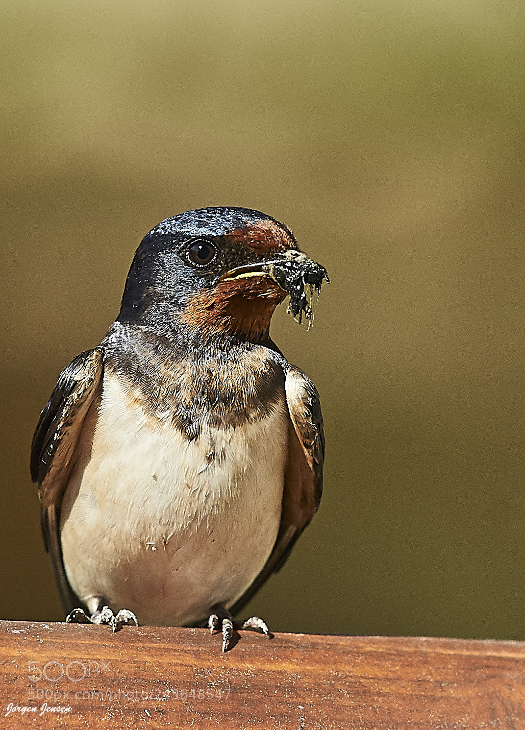 Nikon D700 sample photo. Barn swallow photography