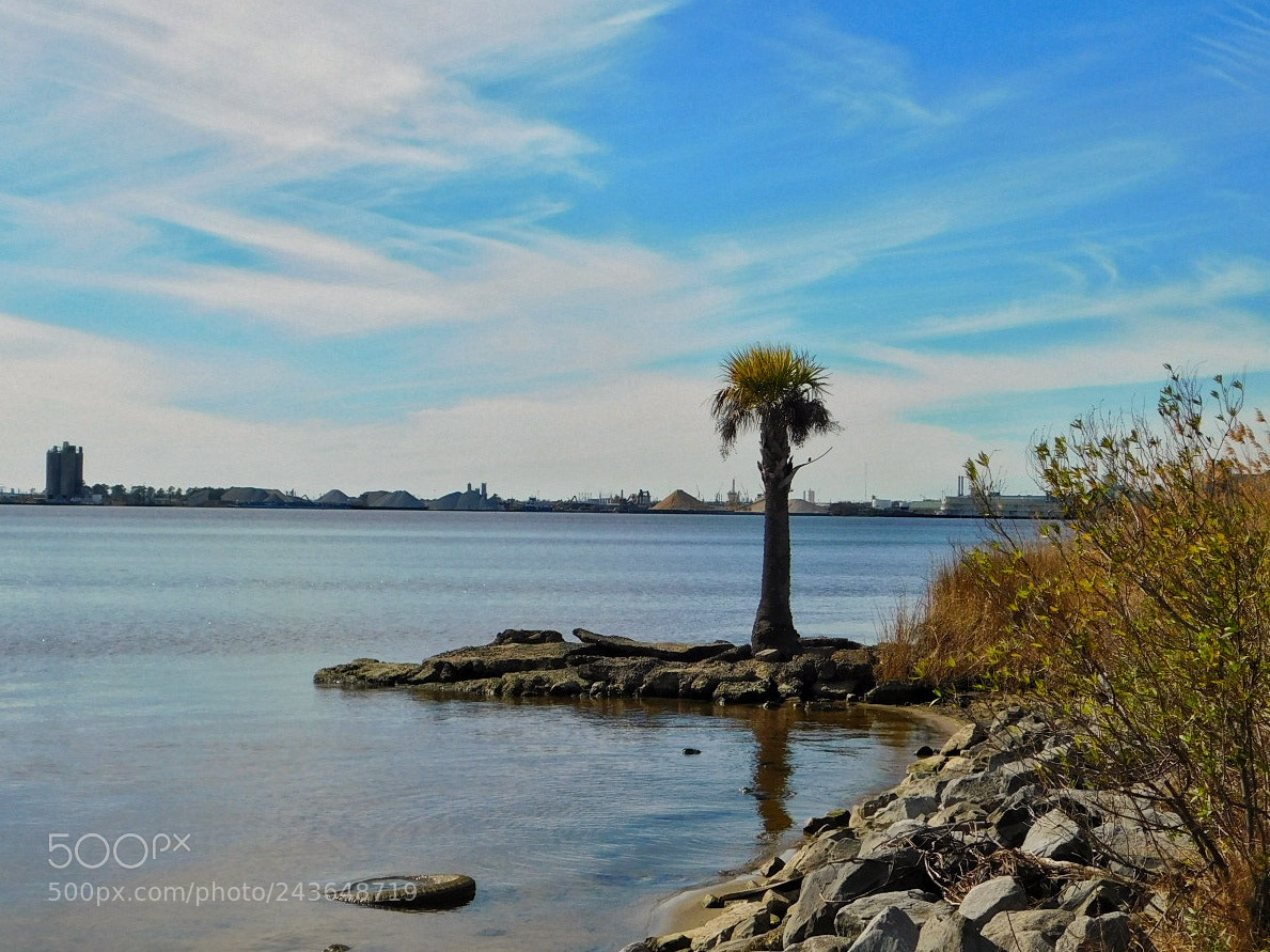 Nikon Coolpix B500 sample photo. Lonely palm tree on photography