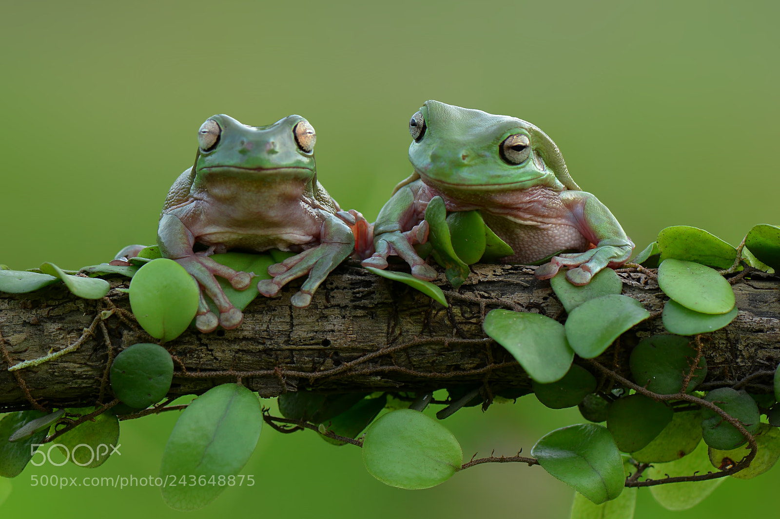 Nikon D7100 sample photo. Dumpy frog  couple photography