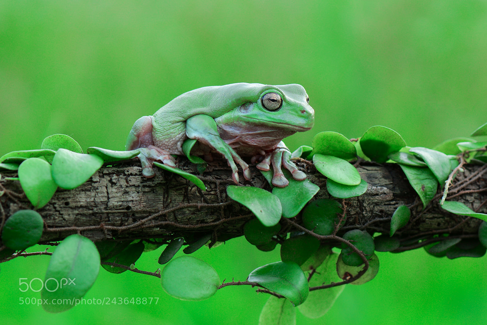 Nikon D7100 sample photo. Dumpyfrog alone photography