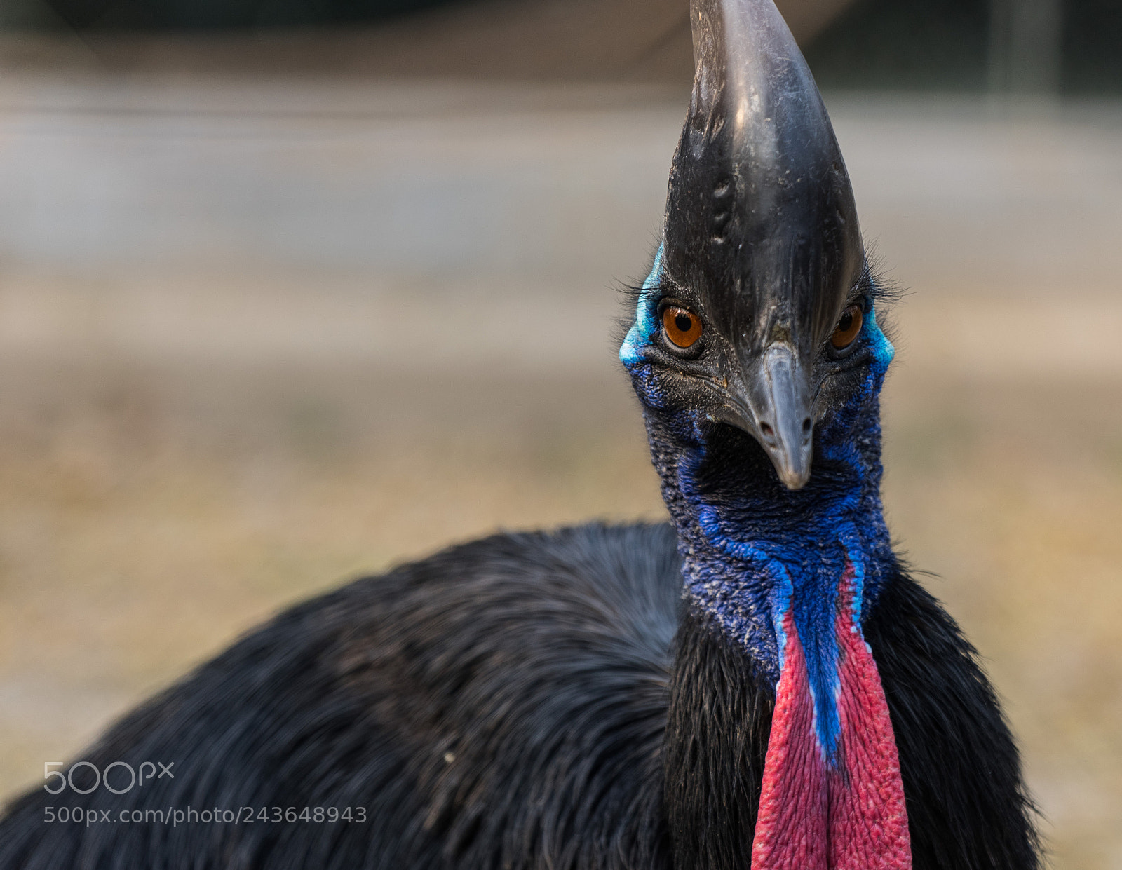 Sony a7 II sample photo. Big bird photography