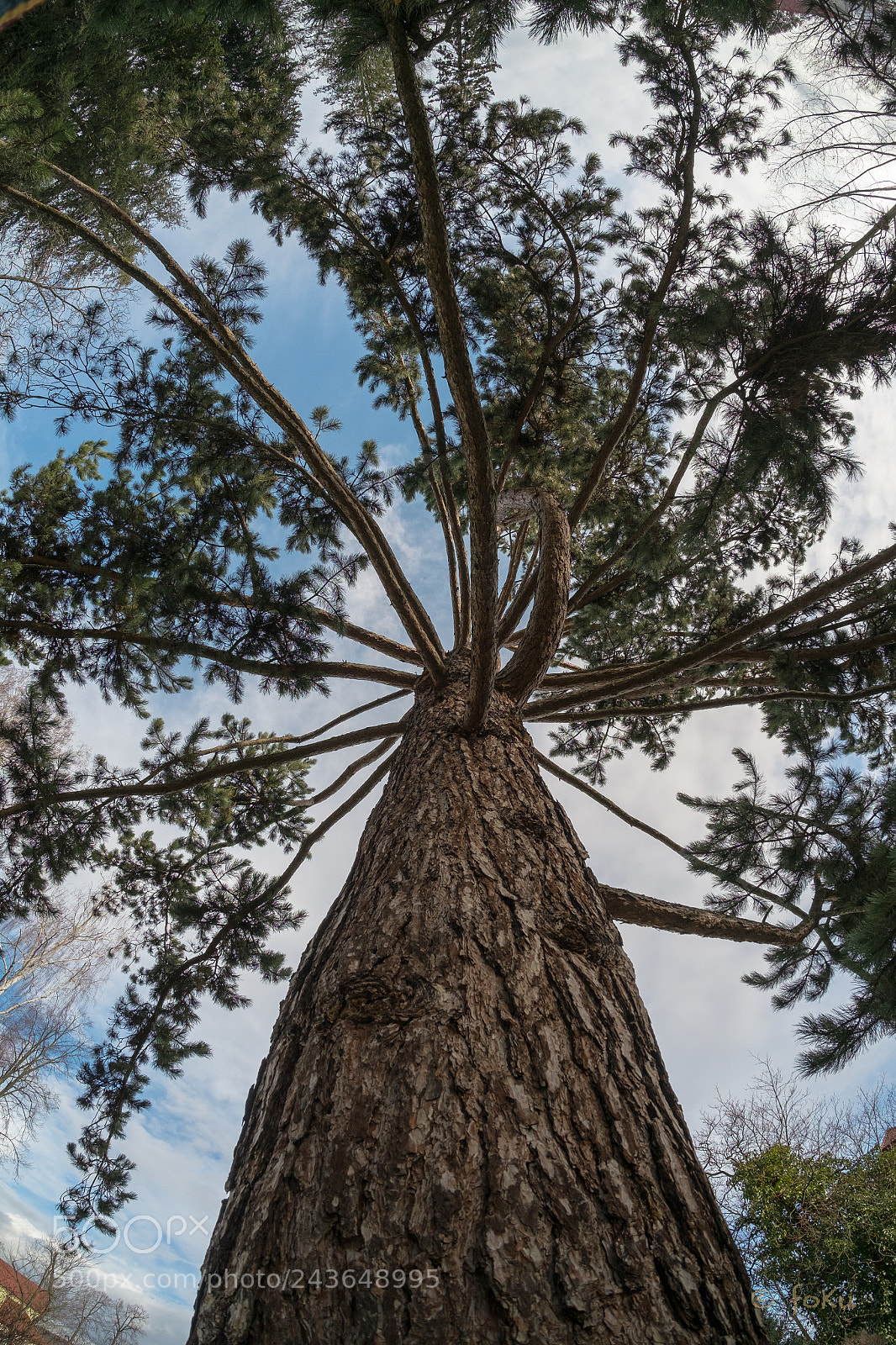 Fujifilm X-Pro1 sample photo. Tree photography
