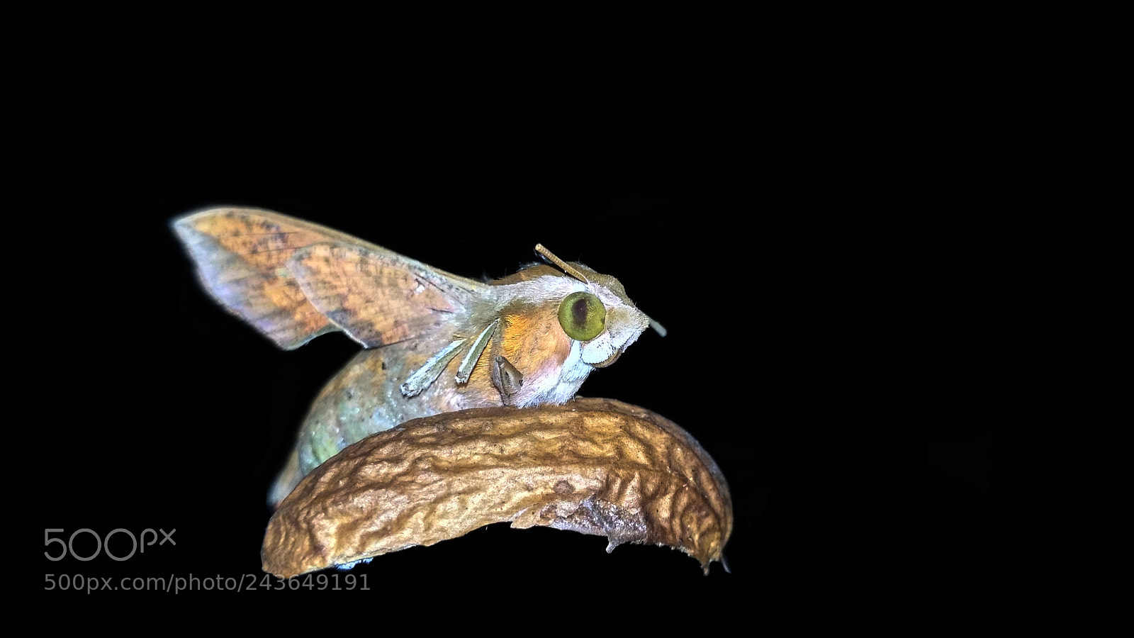 Xiaomi Redmi 3S sample photo. Moth photography