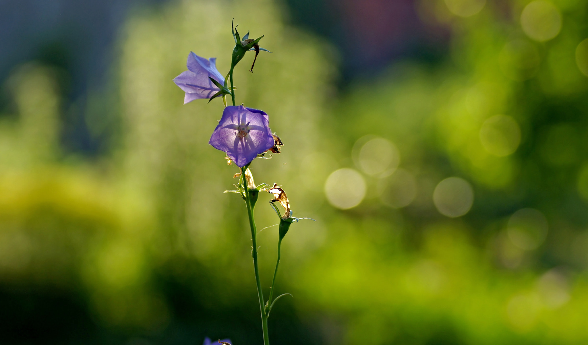 Pentax K10D sample photo. Summer flowers photography