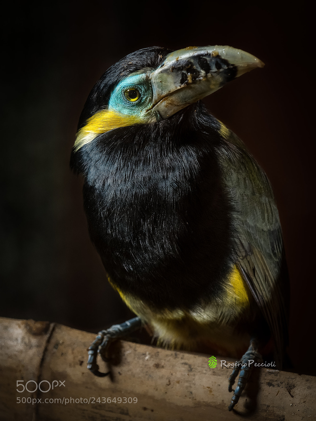 Nikon D7100 sample photo. Araçari-poca (selenidera maculirostris) photography