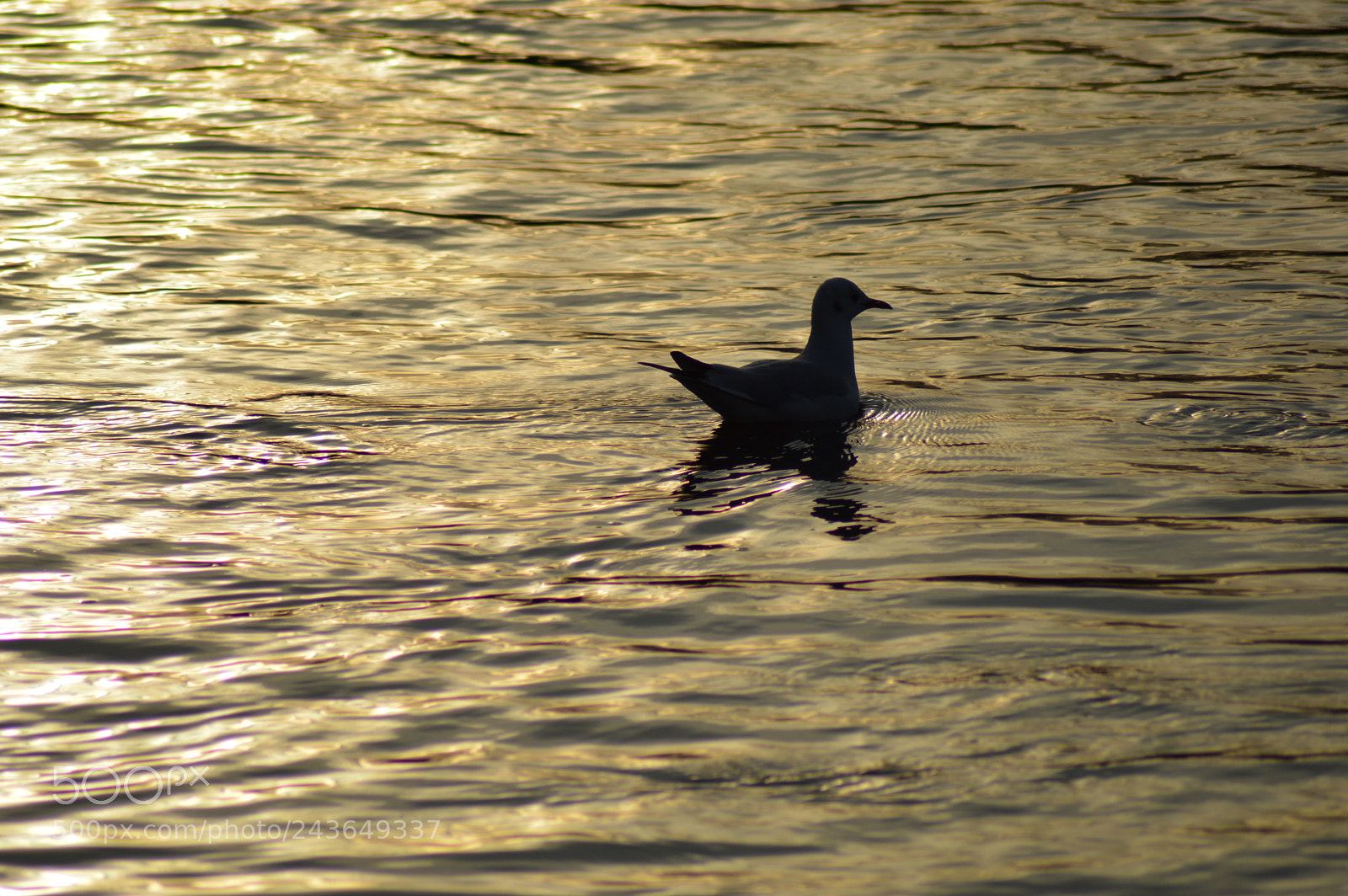 Nikon D3200 sample photo. Queen photography