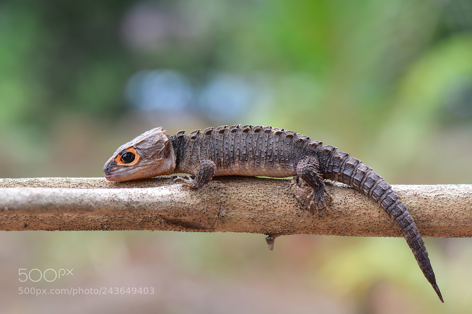 Nikon D7100 sample photo. Crocodile skink. photography