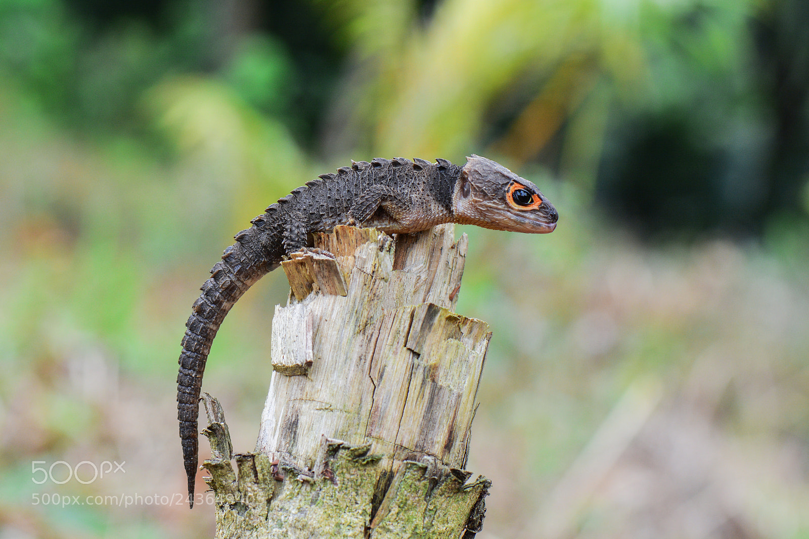Nikon D7100 sample photo. Crocodile skink. photography