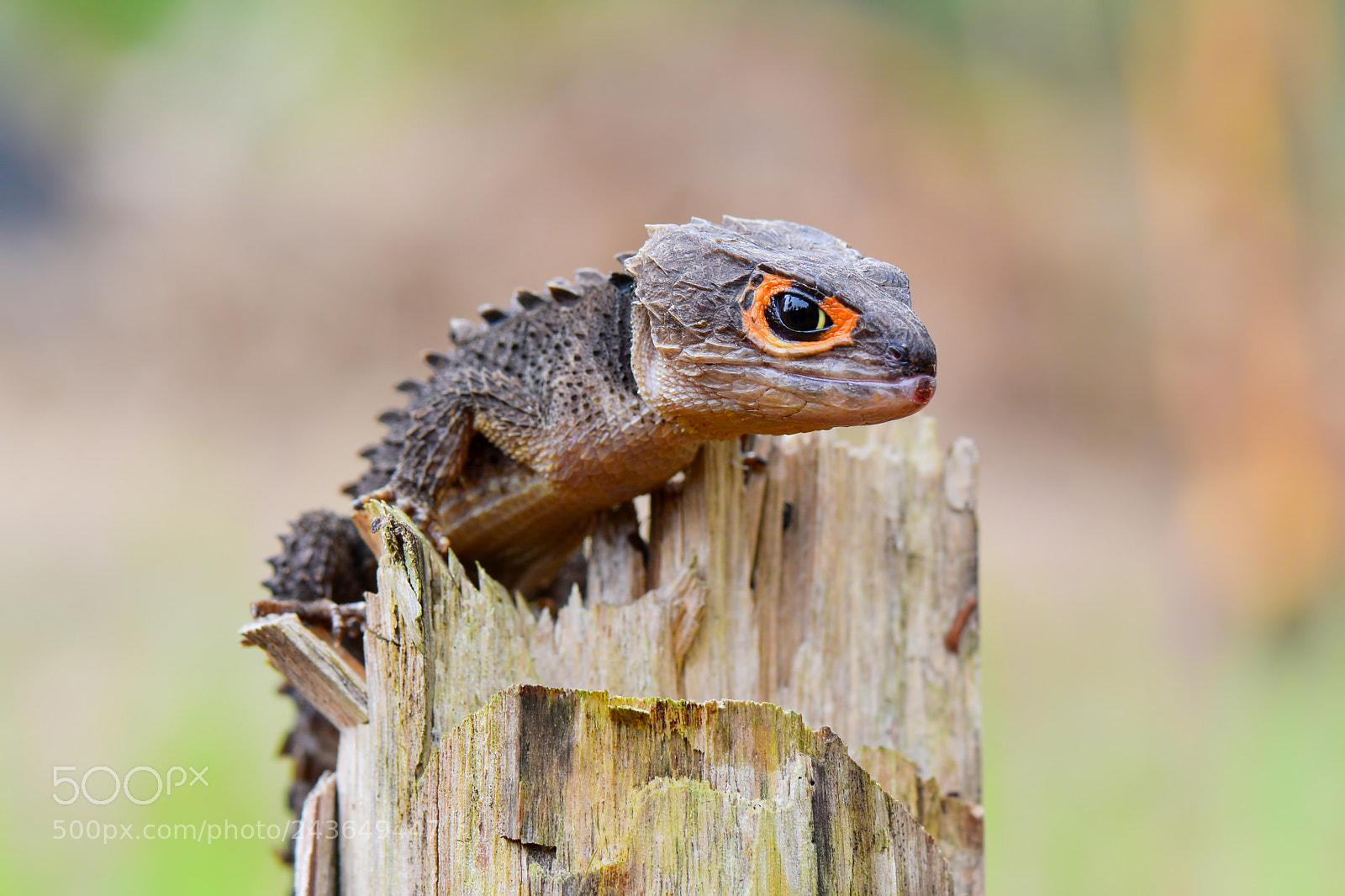 Nikon D7100 sample photo. Crocodile skink. photography