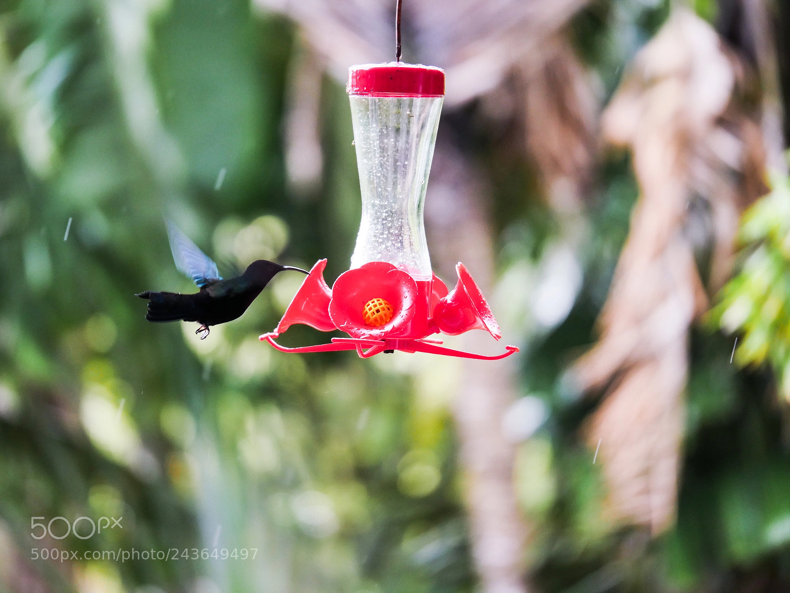 Panasonic Lumix DMC-GX8 sample photo. Tropical humming bird photography