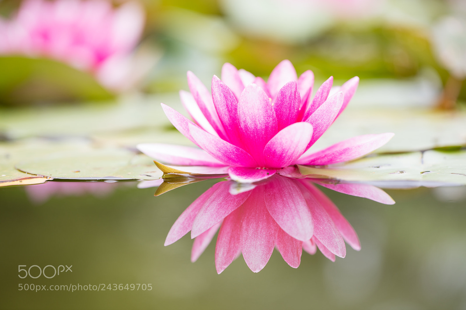 Canon EOS 5DS R sample photo. Water lily photography