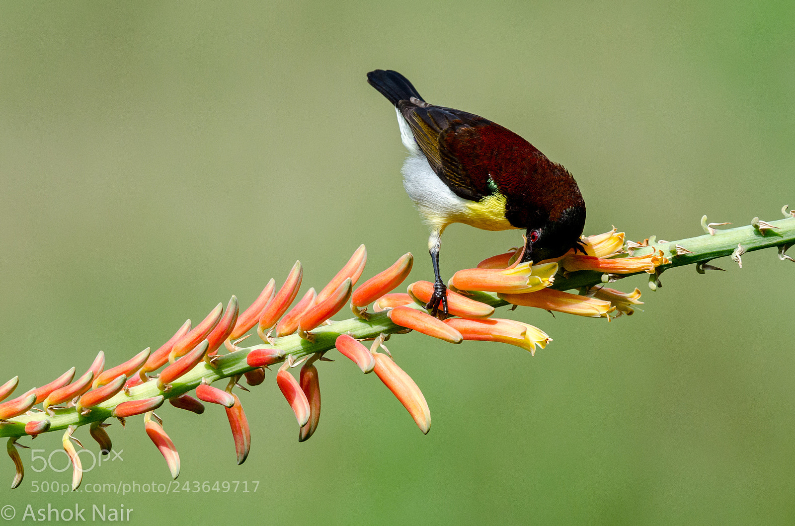 Nikon D5100 sample photo. Purple rumped sunbird ( male ) photography